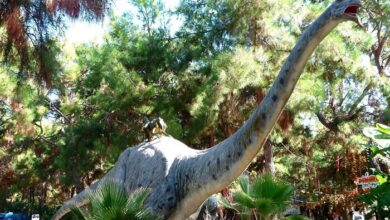 Dinosaur park Dino Park in Antalya For Kids And Young People