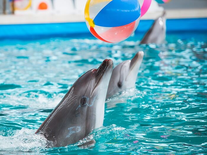 Dolphinarium in Antalya Dolphin Show in Aksu
