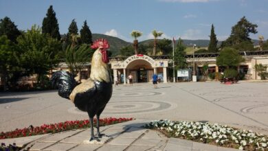 Rooster Statue, Symbol of Denizli